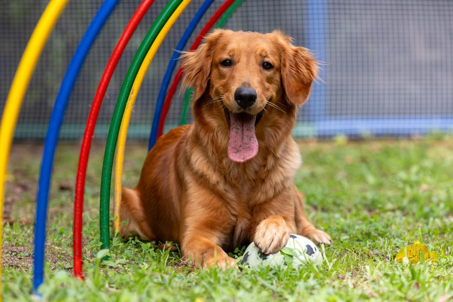 Hotel Dann Carlton Belfort Medellin Ngoại thất bức ảnh Golden Retriever