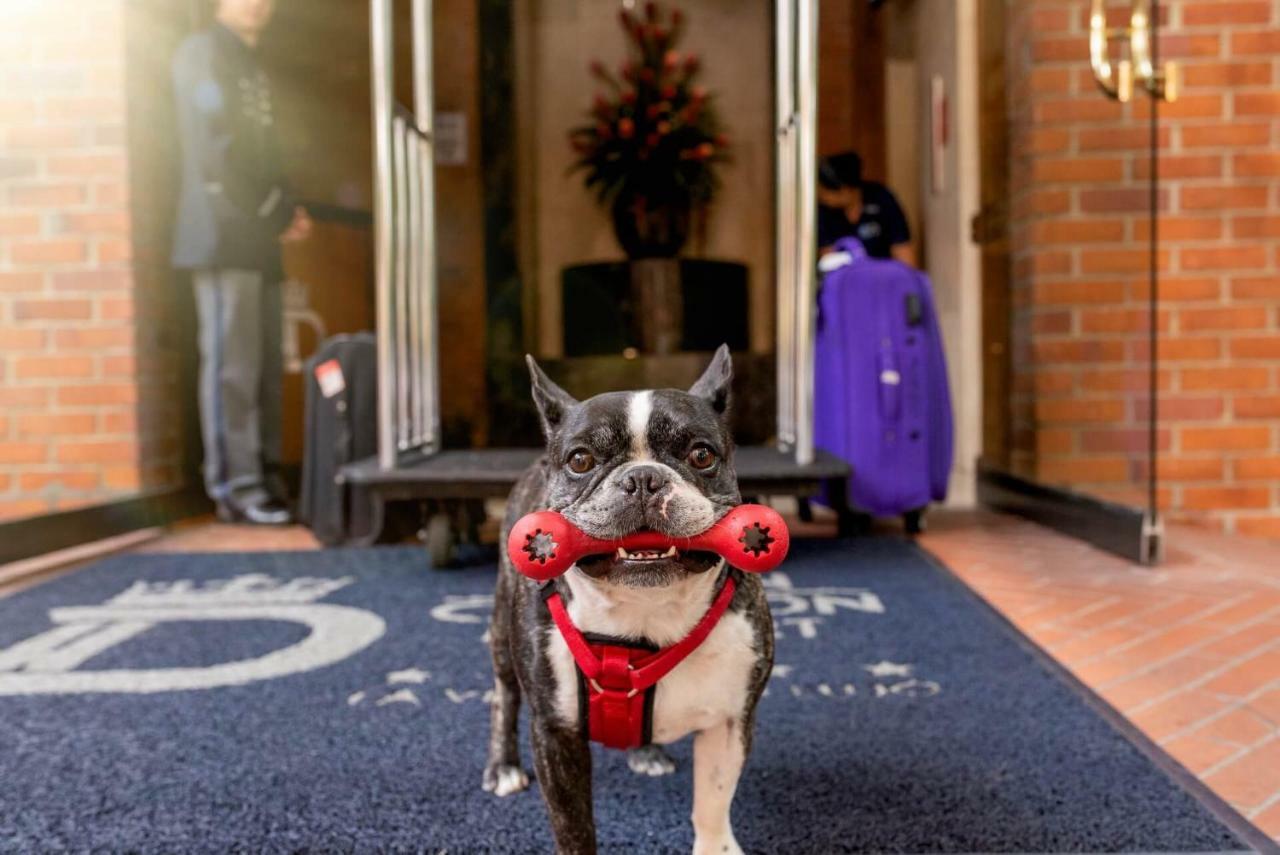 Hotel Dann Carlton Belfort Medellin Ngoại thất bức ảnh Boston Terrier at the entrance of the hotel